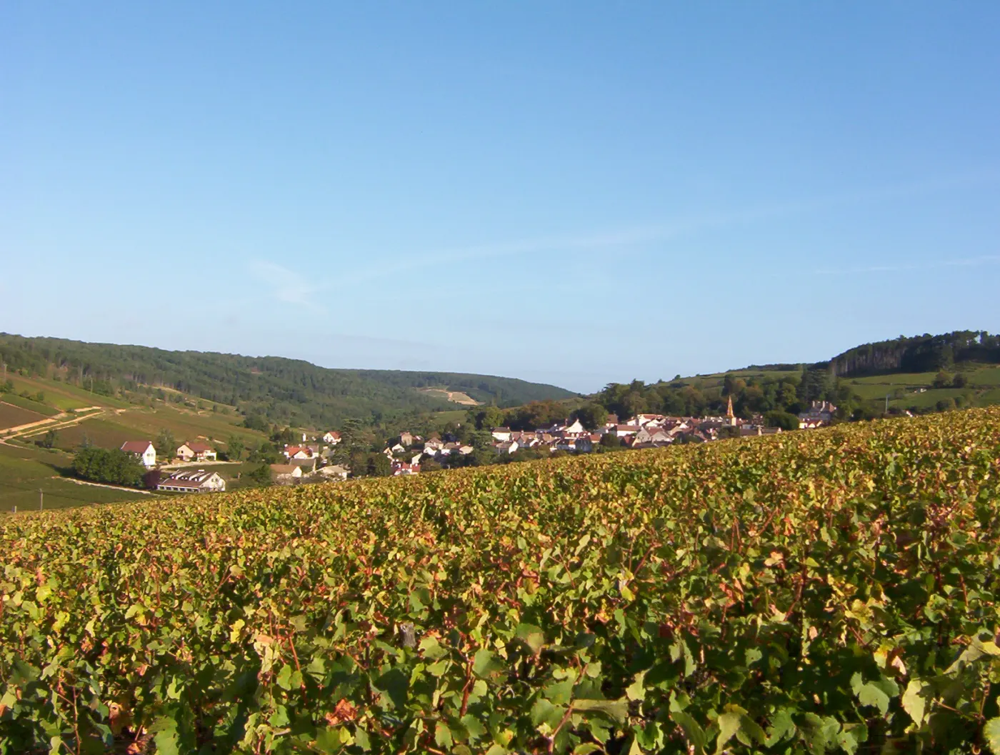 Les vignes en automne au-dessus du village de Pernand-Vergelesses