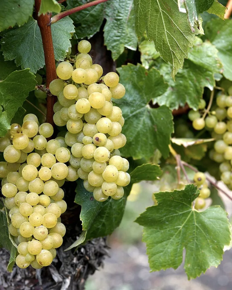 Grappes de chardonnay mûres entre les feuilles