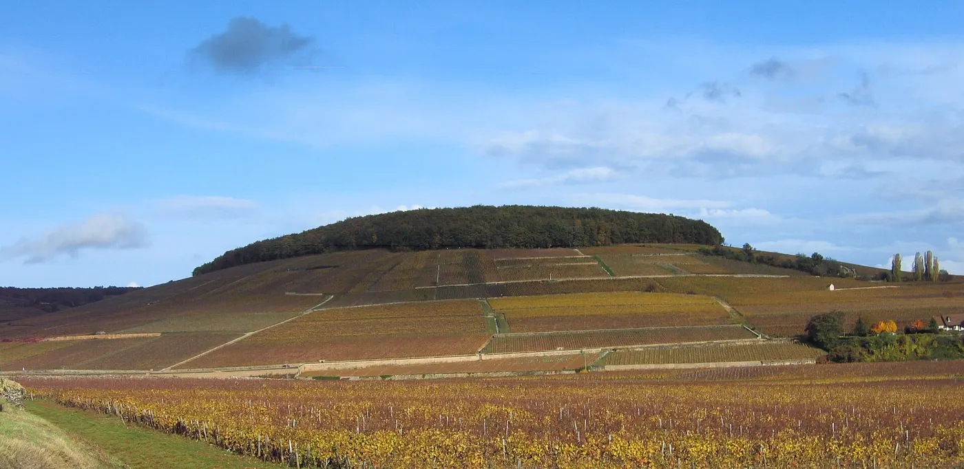La colline de Corton en automne, les vignes rousses et le bois au sommet