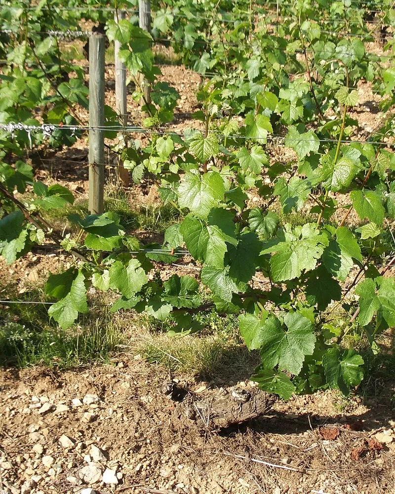 Pied de vigne au tronc épais, palissé sur fil, en Côte de Beaune